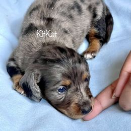 Aussiedoodle, Australian Shepherd, Dachshund, and Miniature Australian Shepherd Puppies from Bline’s Awesome Aussies at the Bline Family Farm