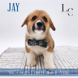Jay - Red male Pembroke Welsh Corgi puppy in Pine Village, Indiana from NL Horsemanship