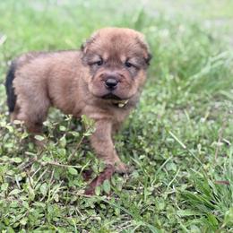 Biancee - Fawn sable female Chinese Shar-Pei puppy in Lehigh Acres, Florida from Florida Wrinkles