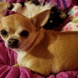Chihuahuas from Two Rivers Chihuahuas