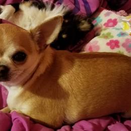 Chihuahuas from Two Rivers Chihuahuas
