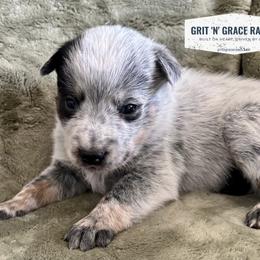 Ares - Blue speckled male Australian Cattle Dog puppy in Atwood, Kansas from Grit ‘n’ Grace Ranch