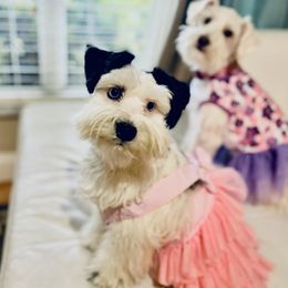 Chanel - Miniature Schnauzer