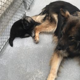 Shiloh Shepherd Puppies from Solace Shilohs