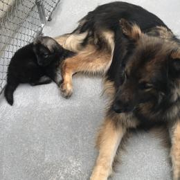 Shiloh Shepherd Puppies from Solace Shilohs