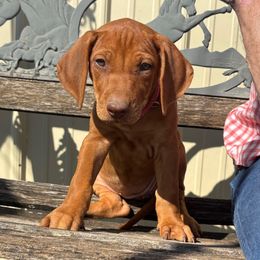 Kat - Rd whtn brn nose female Rhodesian Ridgeback puppy in Carney, Oklahoma from River Run Parson Russell terriers & River Run Ridgebacks