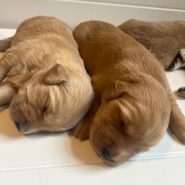 Golden Retriever Puppies from Lake Champlain Goldens