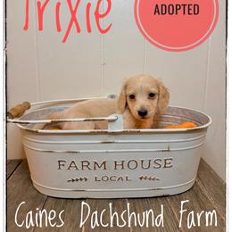 Trixie - Cream female Dachshund puppy in Cincinnati, Ohio from Caines Dachshund Farm
