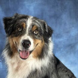 Rocky - Australian Shepherd