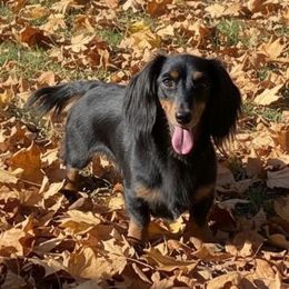 Bailey - Dachshund
