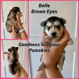 Belle - Black and white female Pomsky puppy in Lyons, Nebraska from Goodness Gracious Pomskies