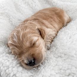 Bramble - Apricot male Goldendoodle puppy in Russell Springs, Kentucky from Milk & Honey Doodles