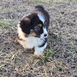 Blue male - Black and tan male Pembroke Welsh Corgi puppy in Harrisburg, Illinois from Parish Corgis