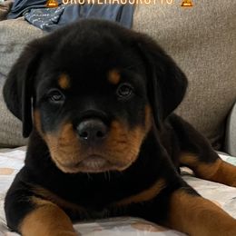 Rottweiler Puppies from GrowlHausRotts
