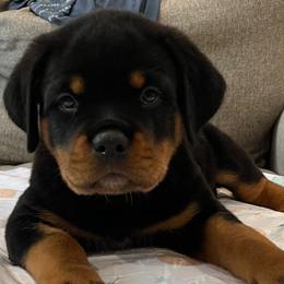Rottweiler Puppies from GrowlHausRotts
