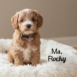 Ms. Rocky - Red  female Goldendoodle puppy in Sacramento, California from Dandy Doodles Goldendoodles