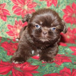 Shih Tzu Puppies from Gypsy Breeze Kennels