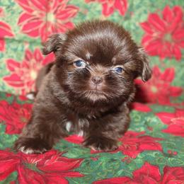 Shih Tzu Puppies from Gypsy Breeze Kennels