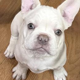 Orion - Cream male French Bulldog puppy in East Greenwich, Rhode Island from DaSilvas Estrella AKC