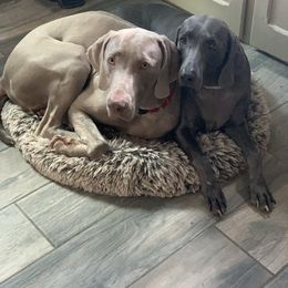 Weimaraner Puppies from Jennifer Anne's Weimaraners