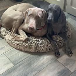 Weimaraner Puppies from Jennifer Anne's Weimaraners
