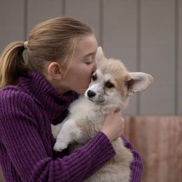 Boy 2 - Fawn male Pembroke Welsh Corgi puppy in La Grange, Wyoming from Merrygold Corgis