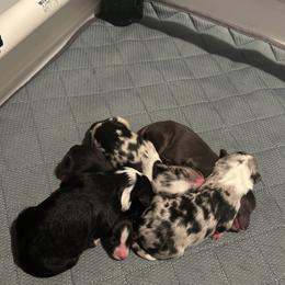 Miniature Australian Shepherd puppies from Hailey's Miniature Australian Shepherds