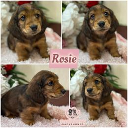 Rosie - Red female Dachshund puppy in Meadville, Pennsylvania from Four Seasons Dachshunds
