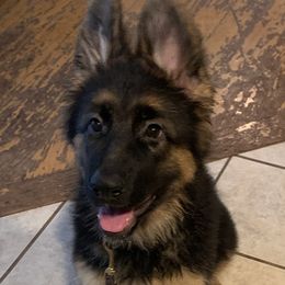 Marta - Black and red German Shepherd puppy in Vandalia, Michigan from Vom Friedenswald