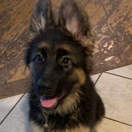 Marta - Black and red German Shepherd puppy in Vandalia, Michigan from Vom Friedenswald