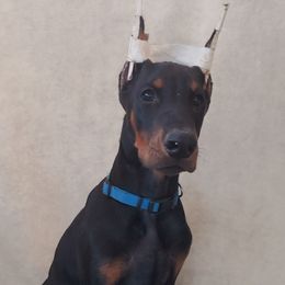 Doberman Pinschers from Vondalyn Dobermans