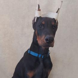 Doberman Pinschers from Vondalyn Dobermans