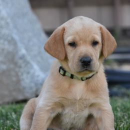 Mint Collar - Yellow Labrador Retriever puppy in Sandy, Utah from Kristen's Labs