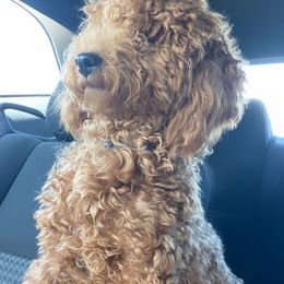 Poodle All Grown Up from B&BPoodlePalace