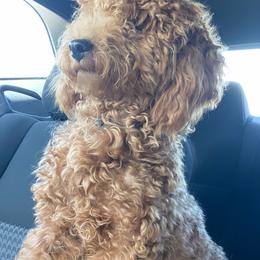 Poodle All Grown Up from B&BPoodlePalace