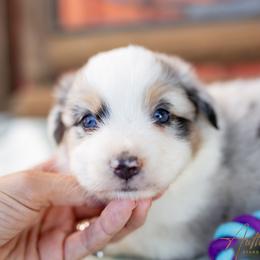 Steel - Blue Merle Male - Blue merle male Australian Shepherd puppy in Red Bud, Illinois from Authentic Aussies