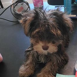 Yorkshire Terriers from Christina Chica's Yorkshire Terriers