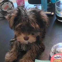 Yorkshire Terriers from Christina Chica's Yorkshire Terriers