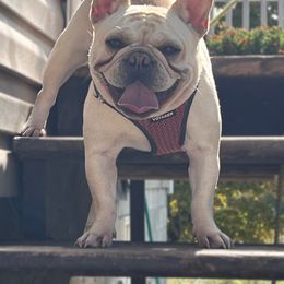 Celeste - French Bulldog