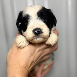 Cash - Blue Boy - Parti male Miniature Schnauzer puppy in Oneonta, Alabama from Murphree Valley Kennels