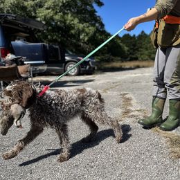 Wirehaired Pointing Griffon Puppies from Pine Barren Griffons