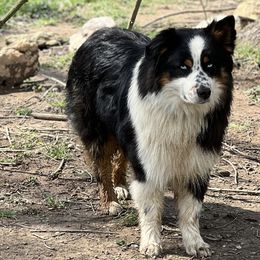 Reggie - Australian Shepherd