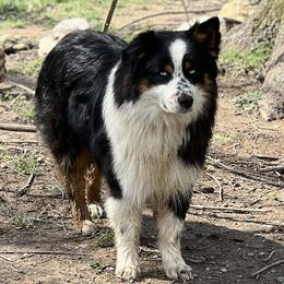 Reggie - Australian Shepherd