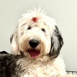 Honey - Sheepadoodle