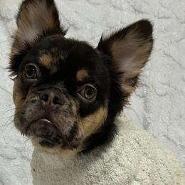 Chosen - French Bulldog