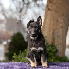 Cardigan Welsh Corgi and German Shepherd Puppies from Sogne Fjord German Shepherds & Cardigans