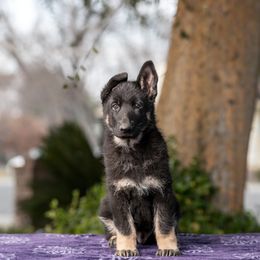 Cardigan Welsh Corgi and German Shepherd Puppies from Sogne Fjord German Shepherds & Cardigans