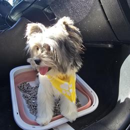 Biewer Terriers and Yorkshire Terriers from Heavenly Yorkies in Southeast Tennessee