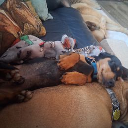 Itchy - Dachshund