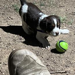 English Springer Spaniel Puppies from Desert Shadow Springers